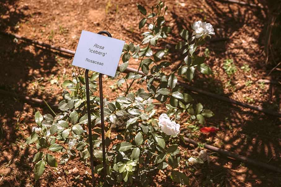Πάρκο ΦΙΞ: Ένας νέος πνεύμονας πρασίνου στην Αθήνα-2