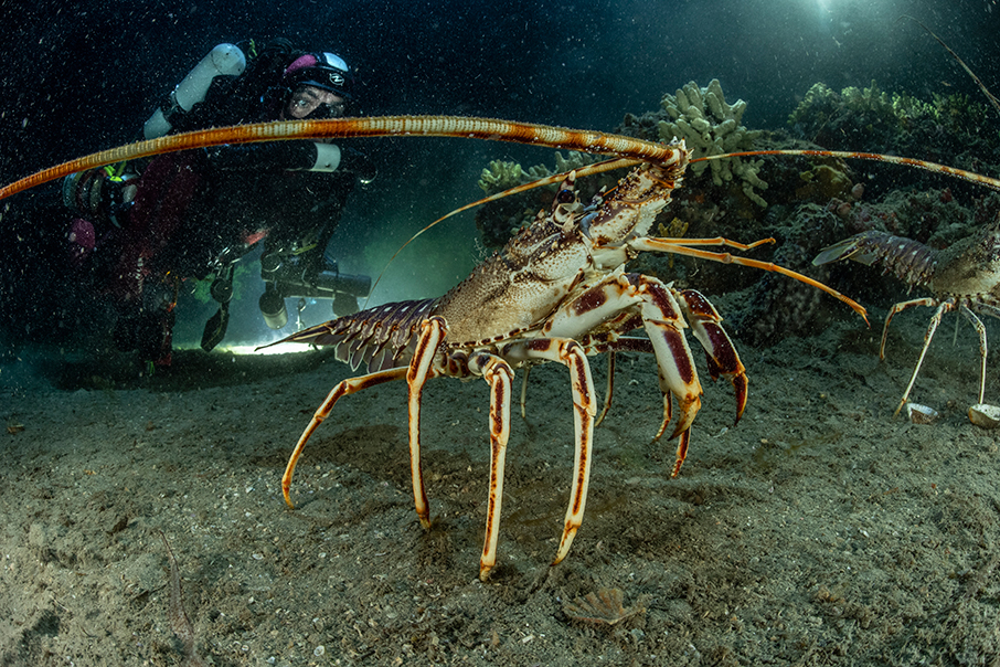 Βουτιά στο απέραντο γαλάζιο με τον Laurent Ballesta και την BLANCPAIN-17
