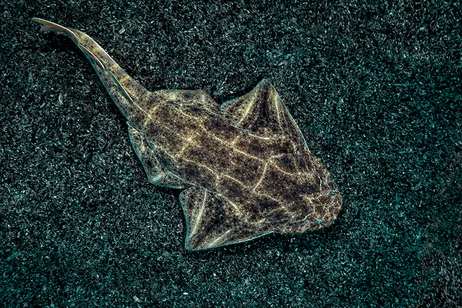 Βουτιά στο απέραντο γαλάζιο με τον Laurent Ballesta και την BLANCPAIN-15