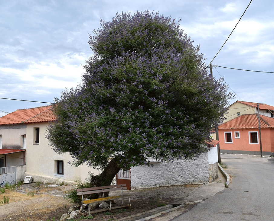 Τα δέντρα μιλούν για το ’21-3