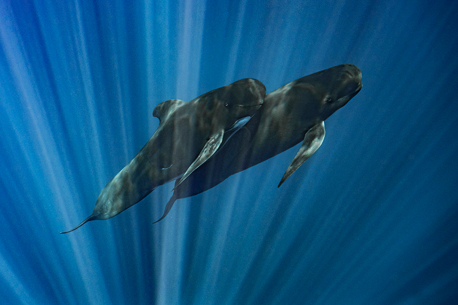 Βουτιά στο απέραντο γαλάζιο με τον Laurent Ballesta και την BLANCPAIN-14