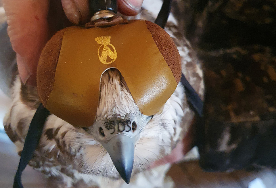 Σωτήρια τατουάζ