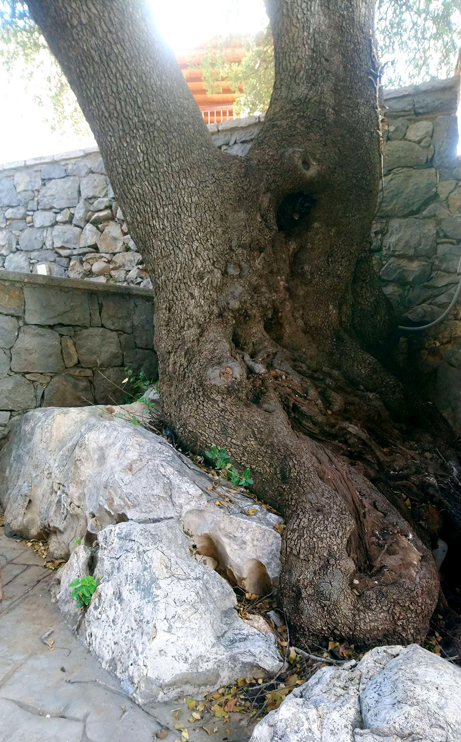 Τα δέντρα μιλούν για το ’21-4