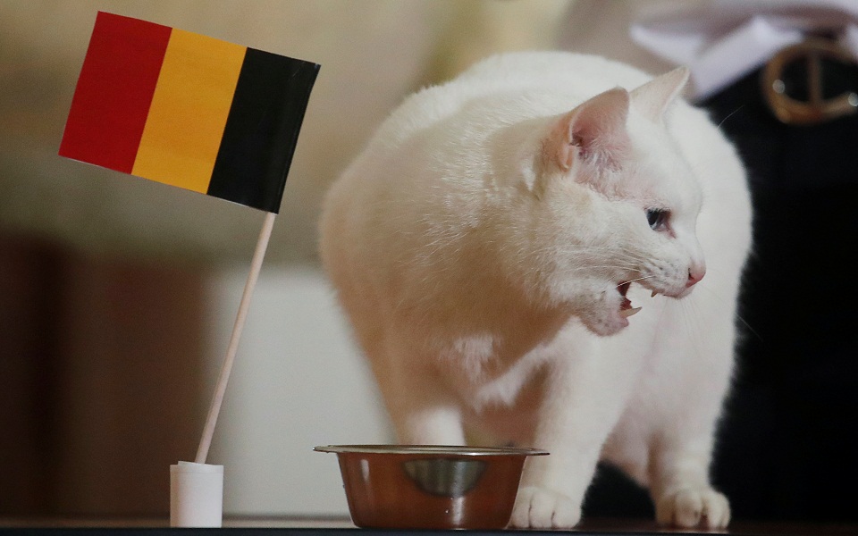 Euro 2021: Ο Αχιλλέας ο γάτος σαρώνει στις προβλέψεις (εικόνες)-2