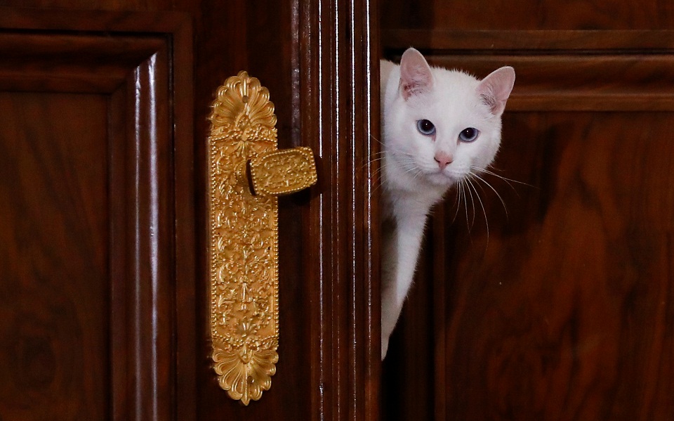 euro-2021-ο-αχιλλέας-ο-γάτος-σαρώνει-στις-προβ-561398656