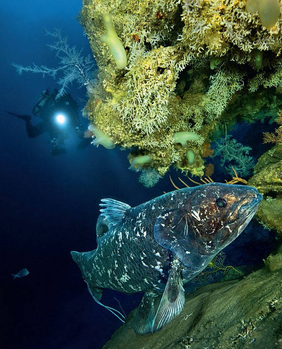 Βουτιά στο απέραντο γαλάζιο με τον Laurent Ballesta και την BLANCPAIN-5