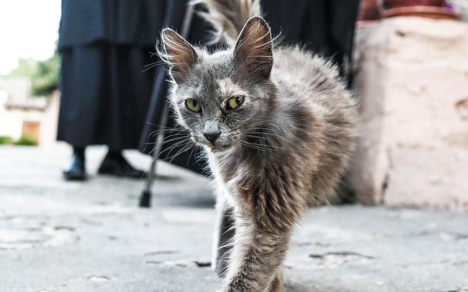 Προσκύνημα στον Μυστρά και μια έκπληξη στο Σούλι για την ΠτΔ-1