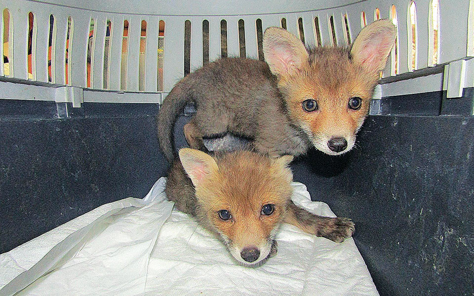 αλεπουδάκια-κουνάβια-και-νεοσσοί-περ-561392389