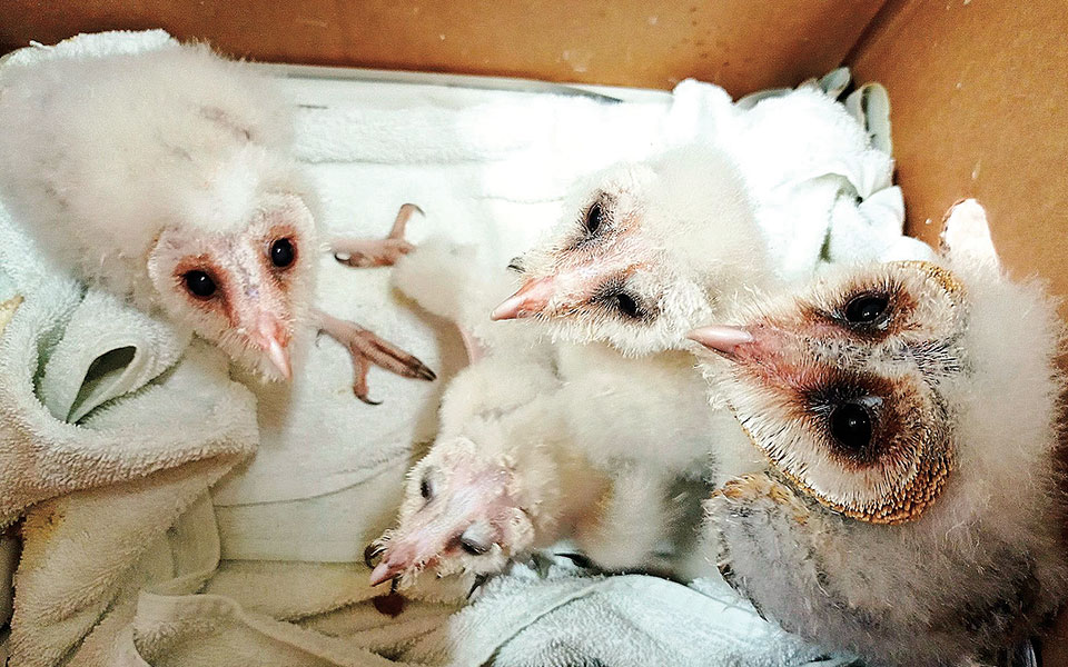 Αλεπουδάκια, κουνάβια και νεοσσοί περιμένουν τη στήριξή μας, στην Αnima-1