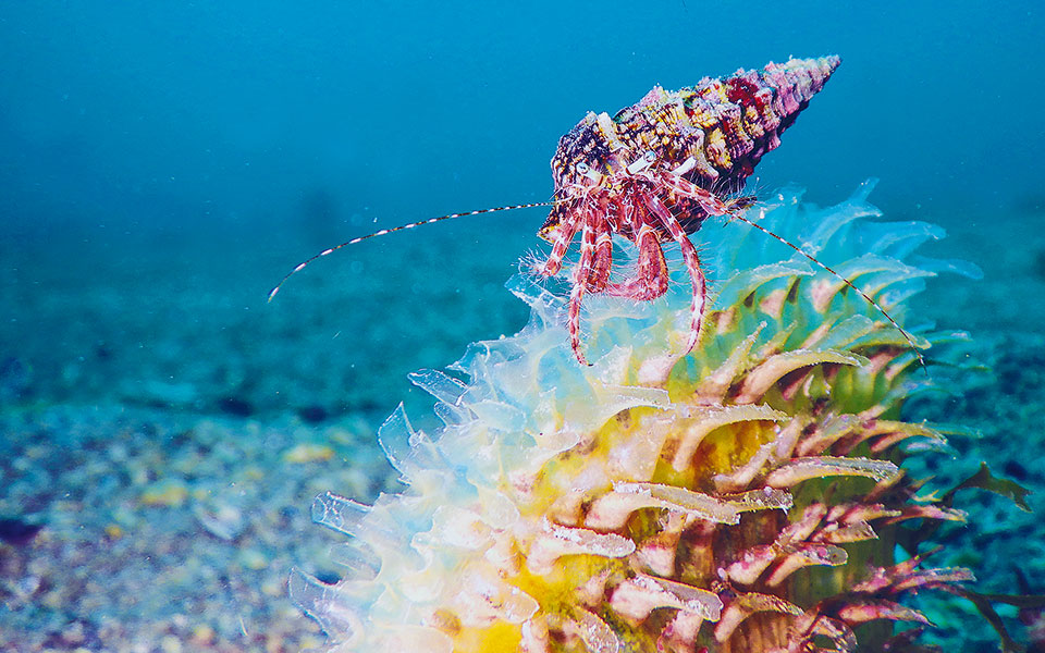 μεσόγειος-οι-έξι-πληγές-που-προκαλεί-η-561393205