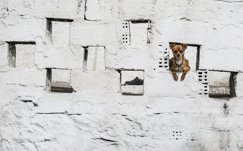 προ-ευθυνών-για-την-ευζωία-των-ζώων-561397741