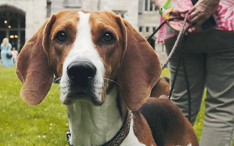 απαγορευτικό-σε-σκύλους-λόγω-λύσσας-561401131