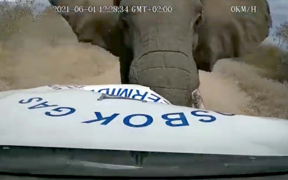 μην-προκαλείς-τον-ελέφαντα-βίντεο-561395023