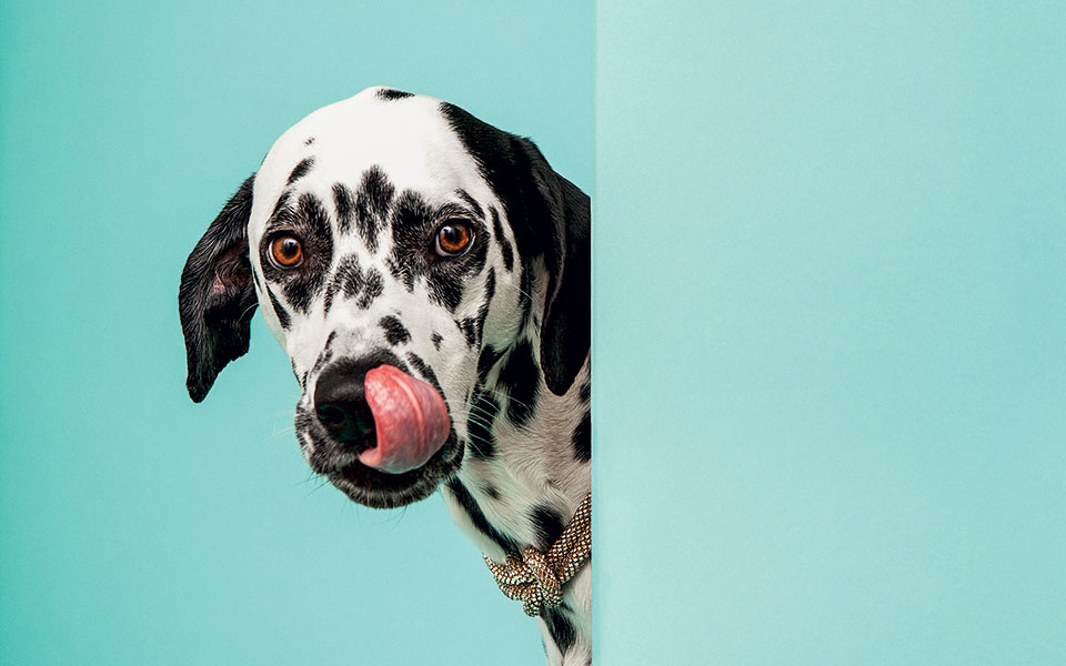 ο-σκύλος-μου-ο-ψεύτης-561408910