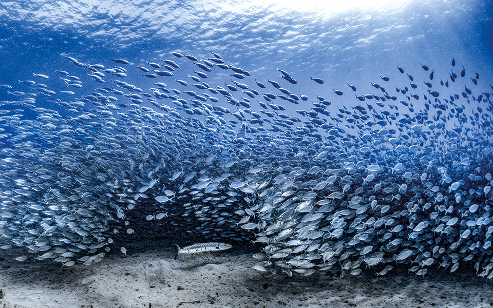 βραβευμένες-εικόνες-από-τις-θάλασσες-561414328