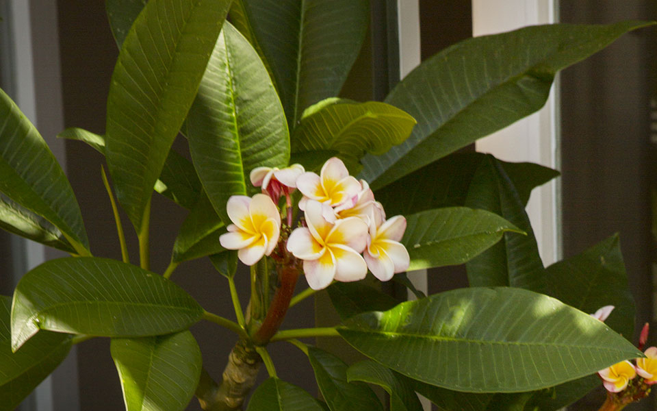 αγάπησα-μια-πλουμέρια-561415270