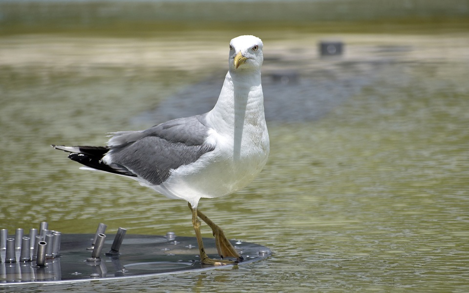 καιρός-πού-έφτασε-τους-366-βαθμούς-το-θερ-561406072