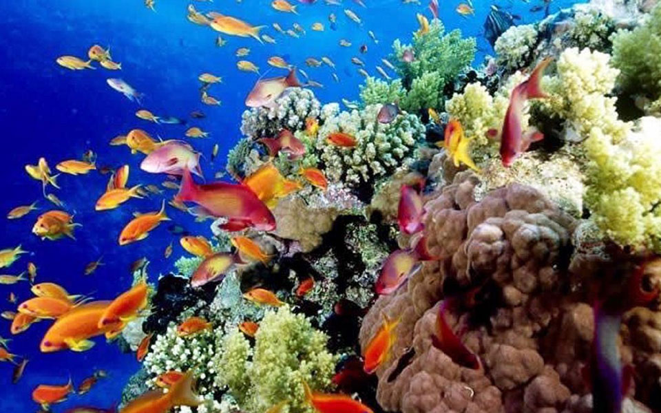 σύσταση-unesco-για-τον-μεγάλο-κοραλλιογενή-561408277