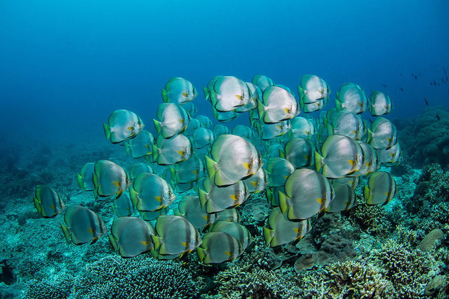 Τι χρειάζεται για να σωθούν τα πιο ευαίσθητα θαλάσσια οικοσυστήματα του πλανήτη; Η ROLEX έχει απαντήσεις…-6