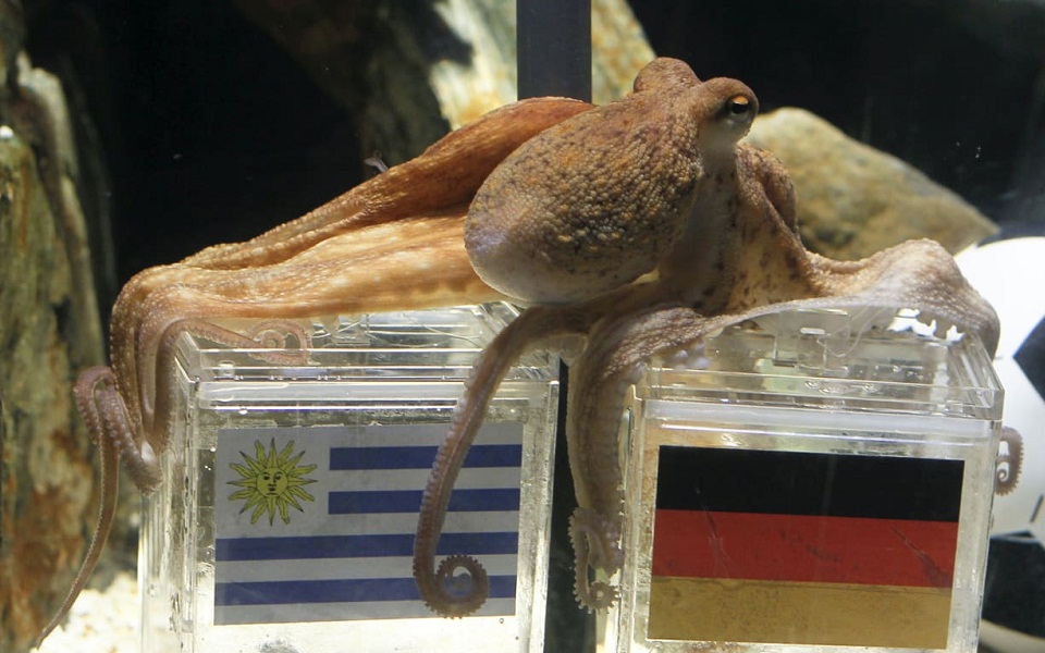 Euro 2021: Ο Αχιλλέας ο γάτος σαρώνει στις προβλέψεις (εικόνες)-4