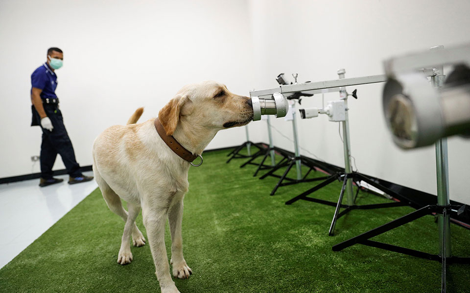 και-οι-σκύλοι-στη-μάχη-κατά-του-κορωνοϊ-561384754