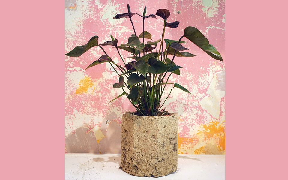 παπιγιόν-project-561388651