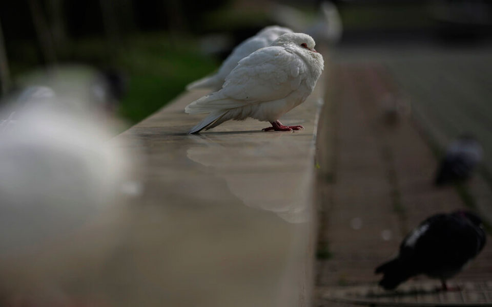 γρίπη-των-πτηνών-κίνα-πρώτο-κρούσμα-561384556