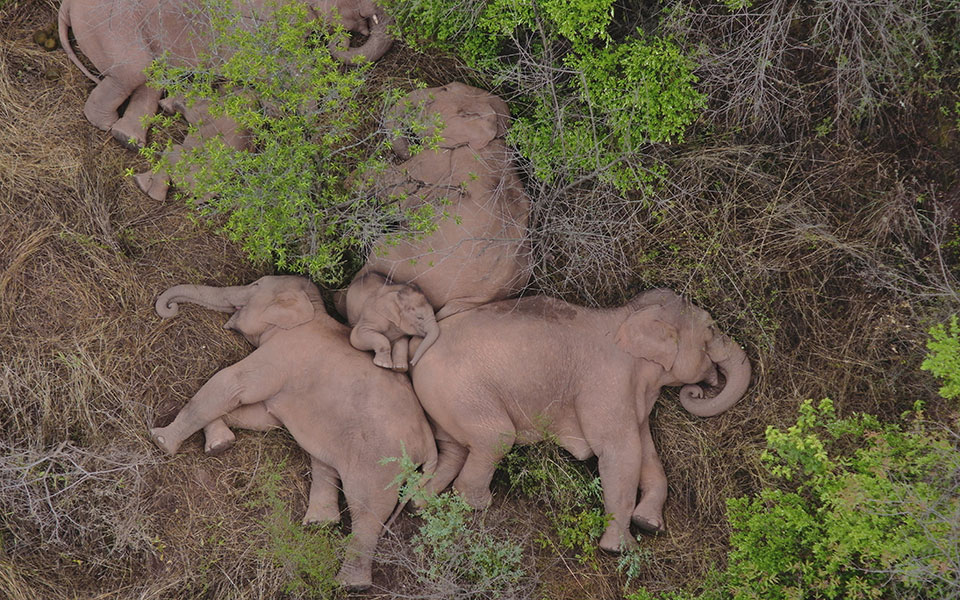 ινδία-τεστ-covid-19-και-σε-ελέφαντες-μετά-τον-561395740