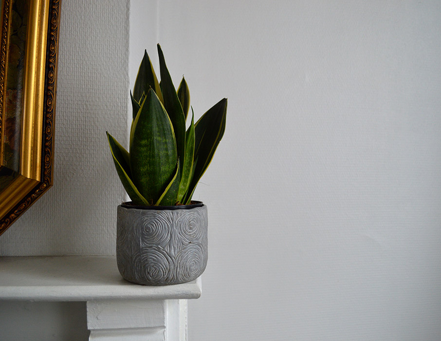 Φυτά που δεν χρειάζονται πολύ νερό για να επιβιώσουν-1