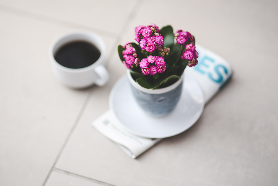 Παχύφυτα που αντέχουν όλους τους καλοκαιρινούς μήνες-4