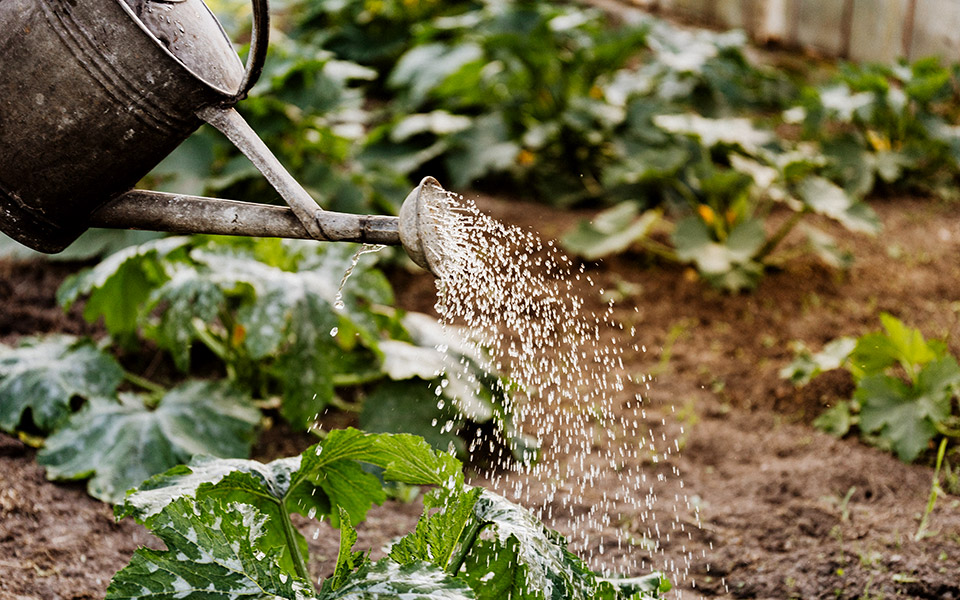 φυτά-που-δεν-χρειάζονται-πολύ-νερό-για-561415378