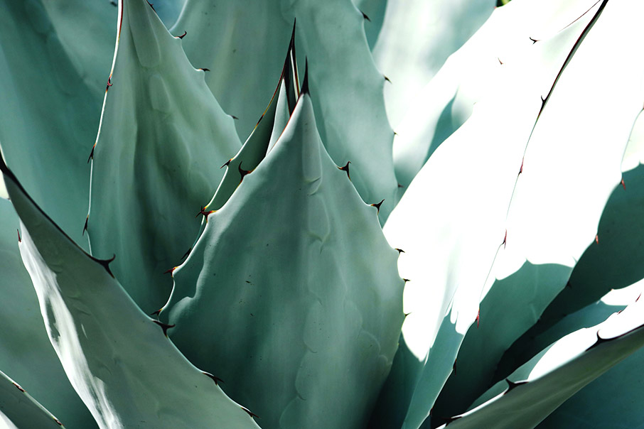 Παχύφυτα που αντέχουν όλους τους καλοκαιρινούς μήνες-1