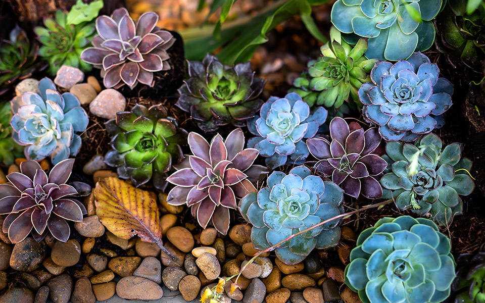 παχύφυτα-που-αντέχουν-όλους-τους-καλο-561406918