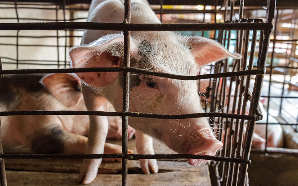 κομισιόν-προς-κατάργηση-των-κλουβιών-561417406