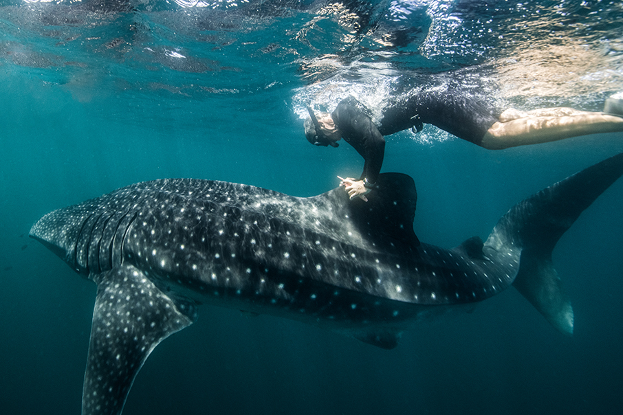 Τι χρειάζεται για να σωθούν τα πιο ευαίσθητα θαλάσσια οικοσυστήματα του πλανήτη; Η ROLEX έχει απαντήσεις…-13