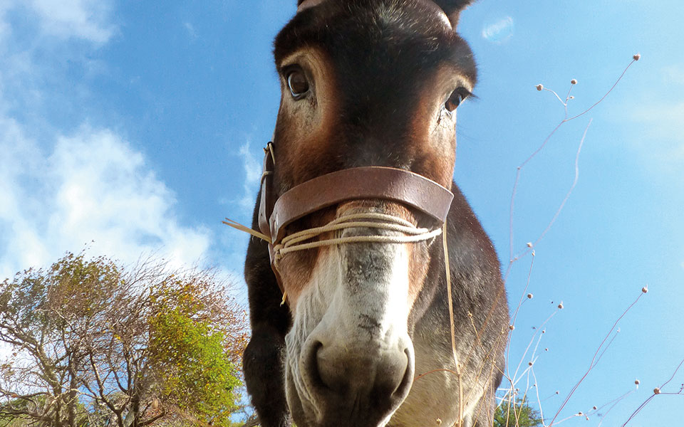 ωδή-στον-γάιδαρο-561392497