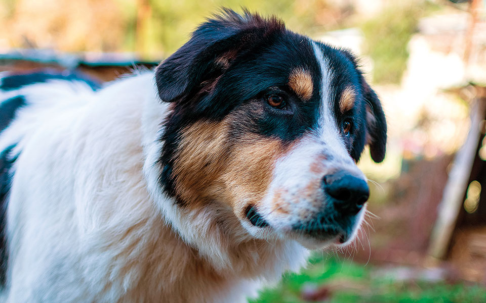 περί-διαιώνισης-του-είδους-561415321