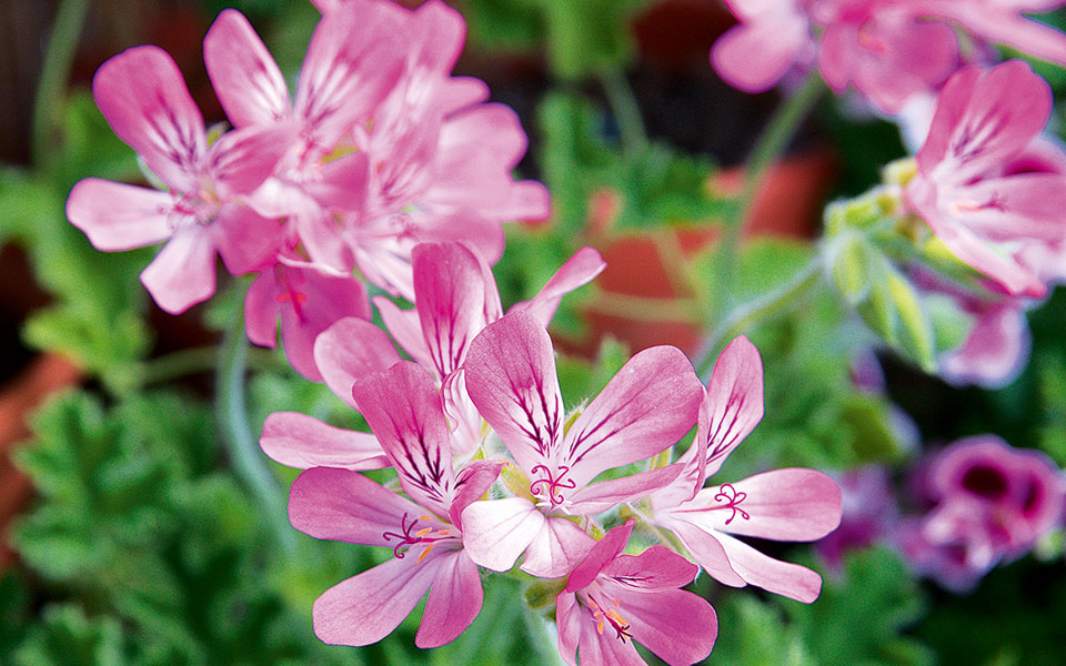 αρμπαρόριζα-η-διπρόσωπη-561407485