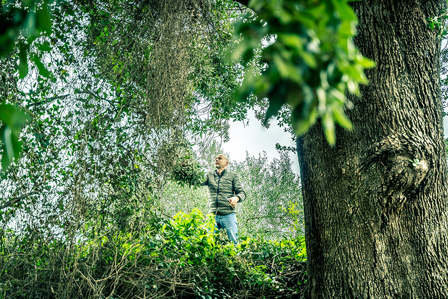 Τα δέντρα μιλούν για το ’21-5
