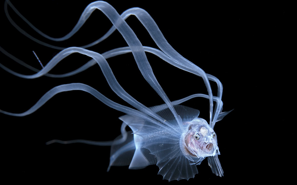 όσα-κρύβουν-οι-ωκεανοί-τη-νύχτα-561447886