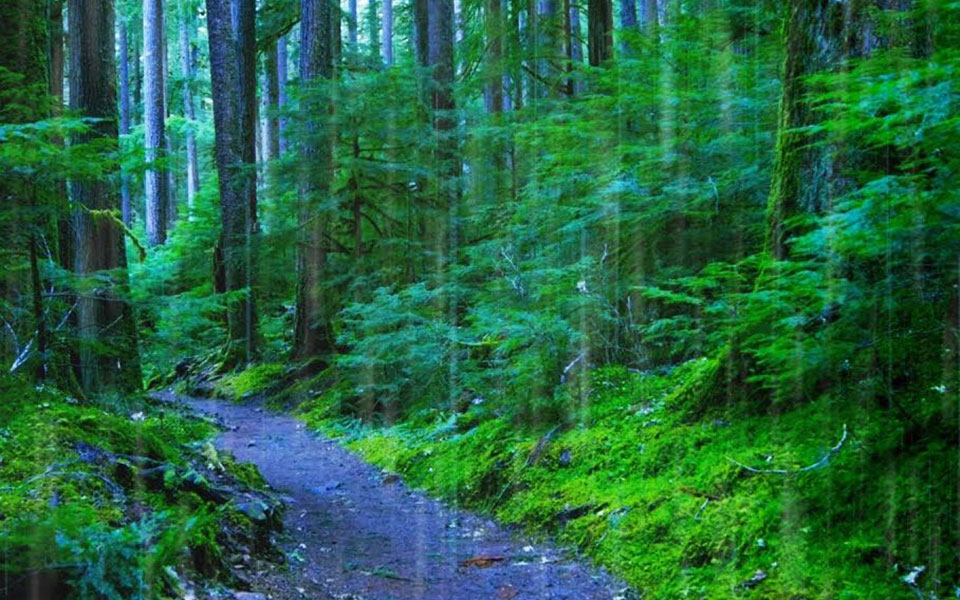 οι-δενδροφυτεύσεις-αυξάνουν-τις-βροχ-561424738