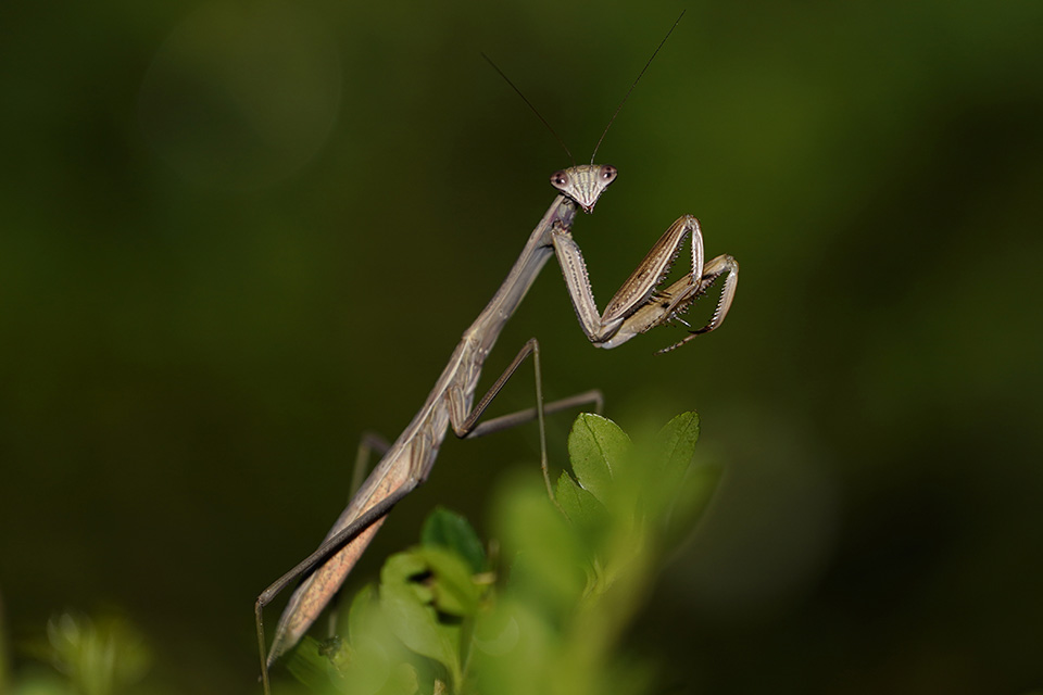 προσευχή-για-θήραμα-561440185