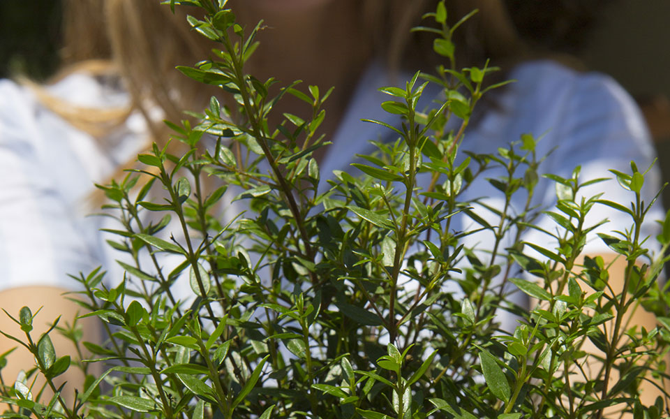 η-ανθεκτική-μυρτιά-561425107