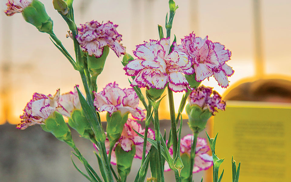 το-πολυπρόσωπο-γαρίφαλο-561442609