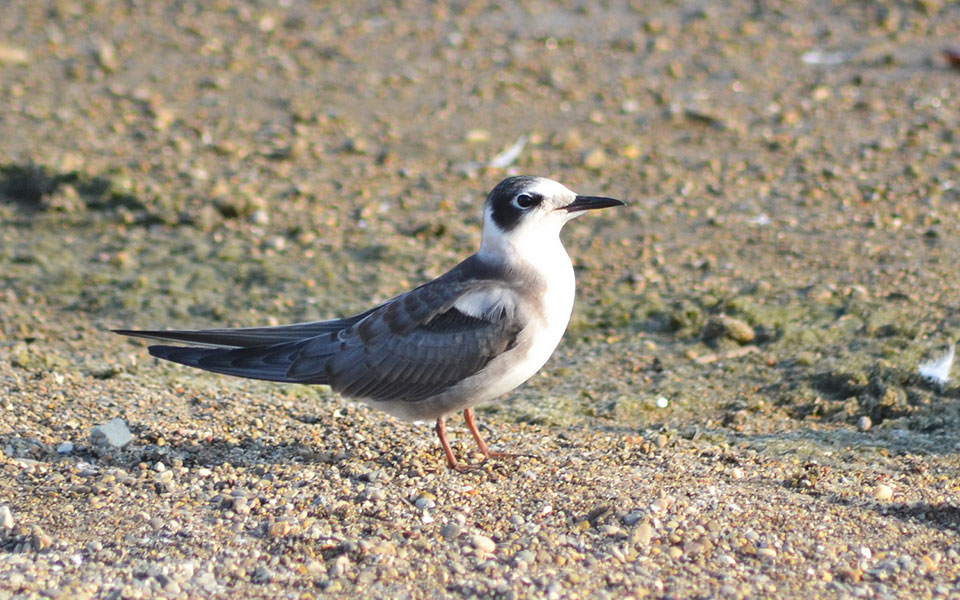 nέοι-κάτοικοι-στο-δέλτα-του-αξιού-561431536