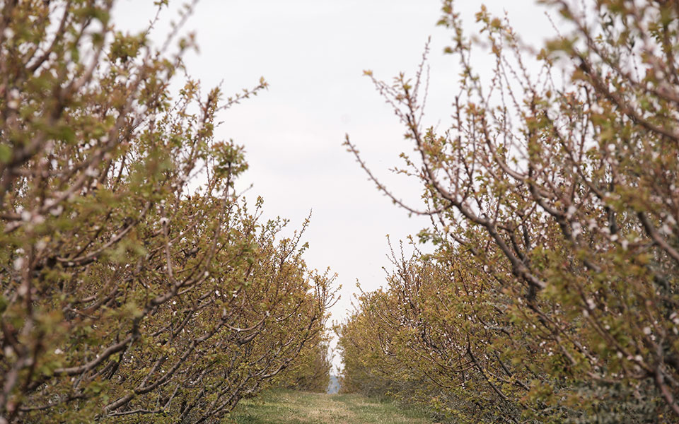 Αγροτική Ανάπτυξη: 21,3 δισ. ευρώ για τον εκσυγχρονισμό της ελληνικής γεωργίας-2