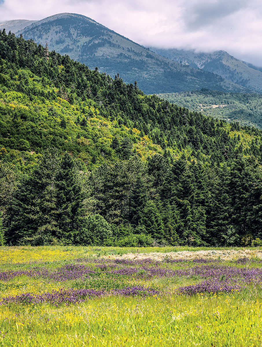 Από το Ιόνιο στο Αιγαίο τρέχοντας-1