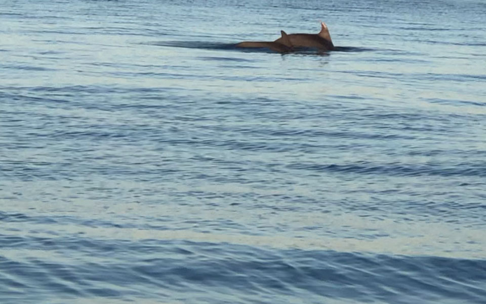 θεσσαλονίκη-δελφίνια-μαγνήτισαν-τα-β-561419251