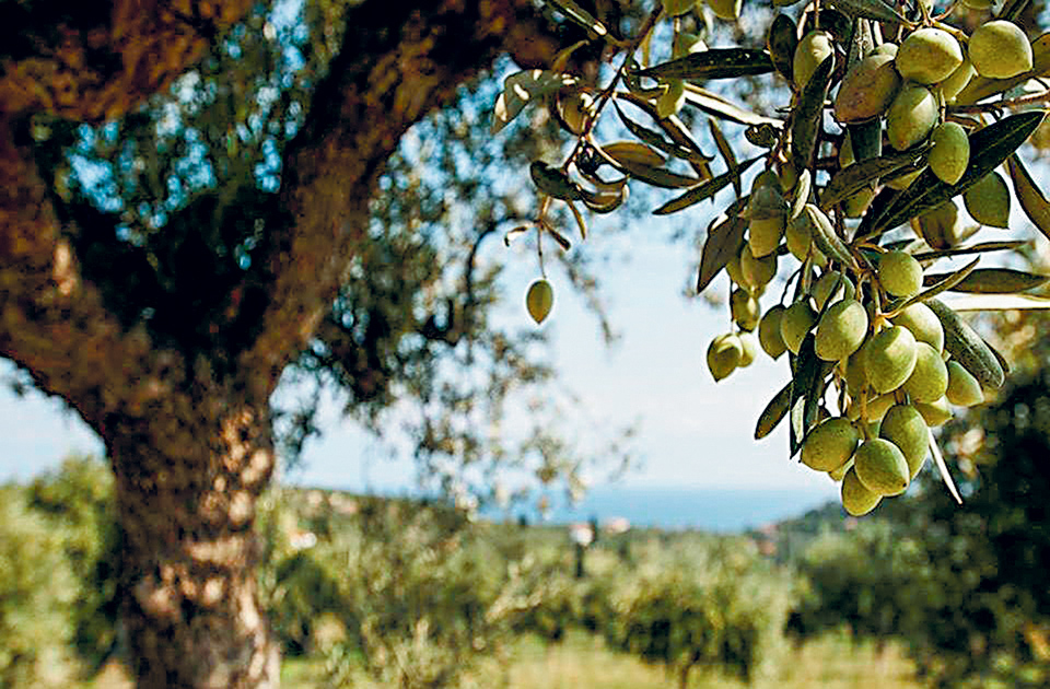 Ενα ιδιαίτερο αγρόκτημα στην Κύπρο δείχνει τον δρόμο της αριστείας-1