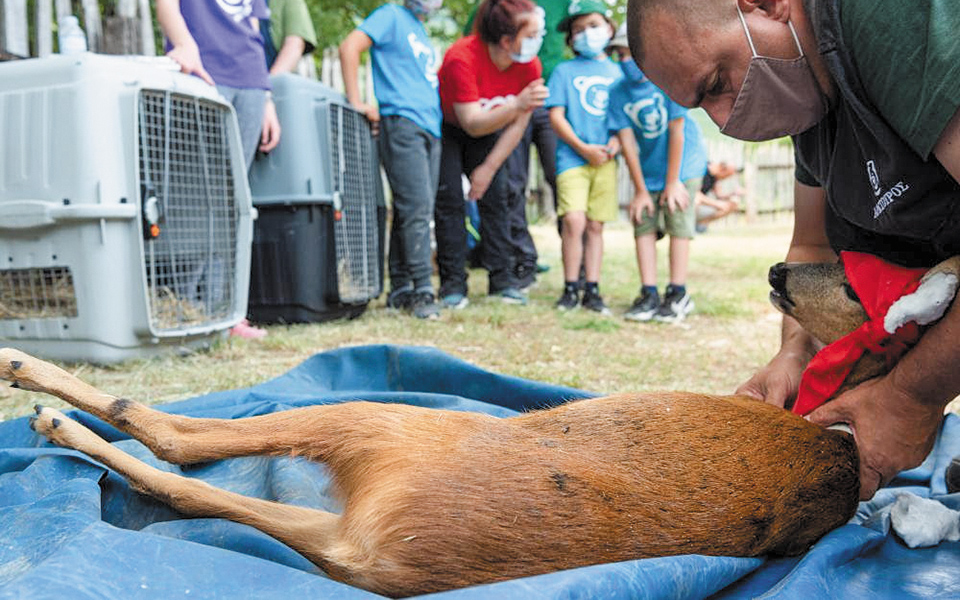 επιστροφή-ζαρκαδιών-στη-φύση-561418198